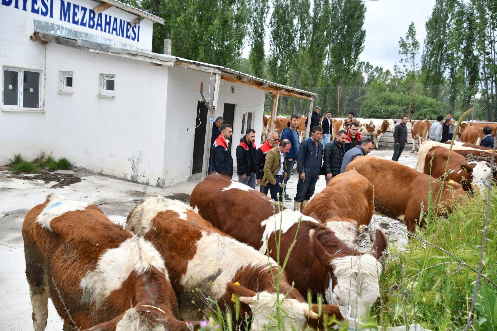 Artova’da 16 üreticiye 64 damızlık düve dağıtıldı